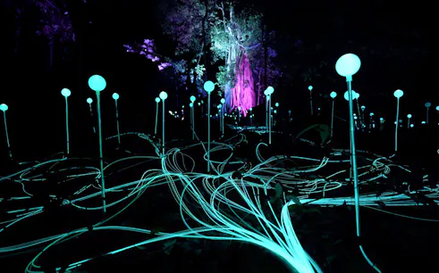Glowing orbs and light trails in Dream Forest at night.
