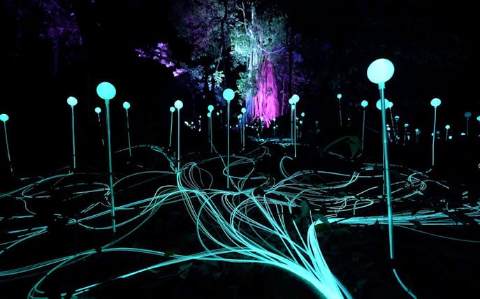 Glowing orbs and light trails in Dream Forest at night.