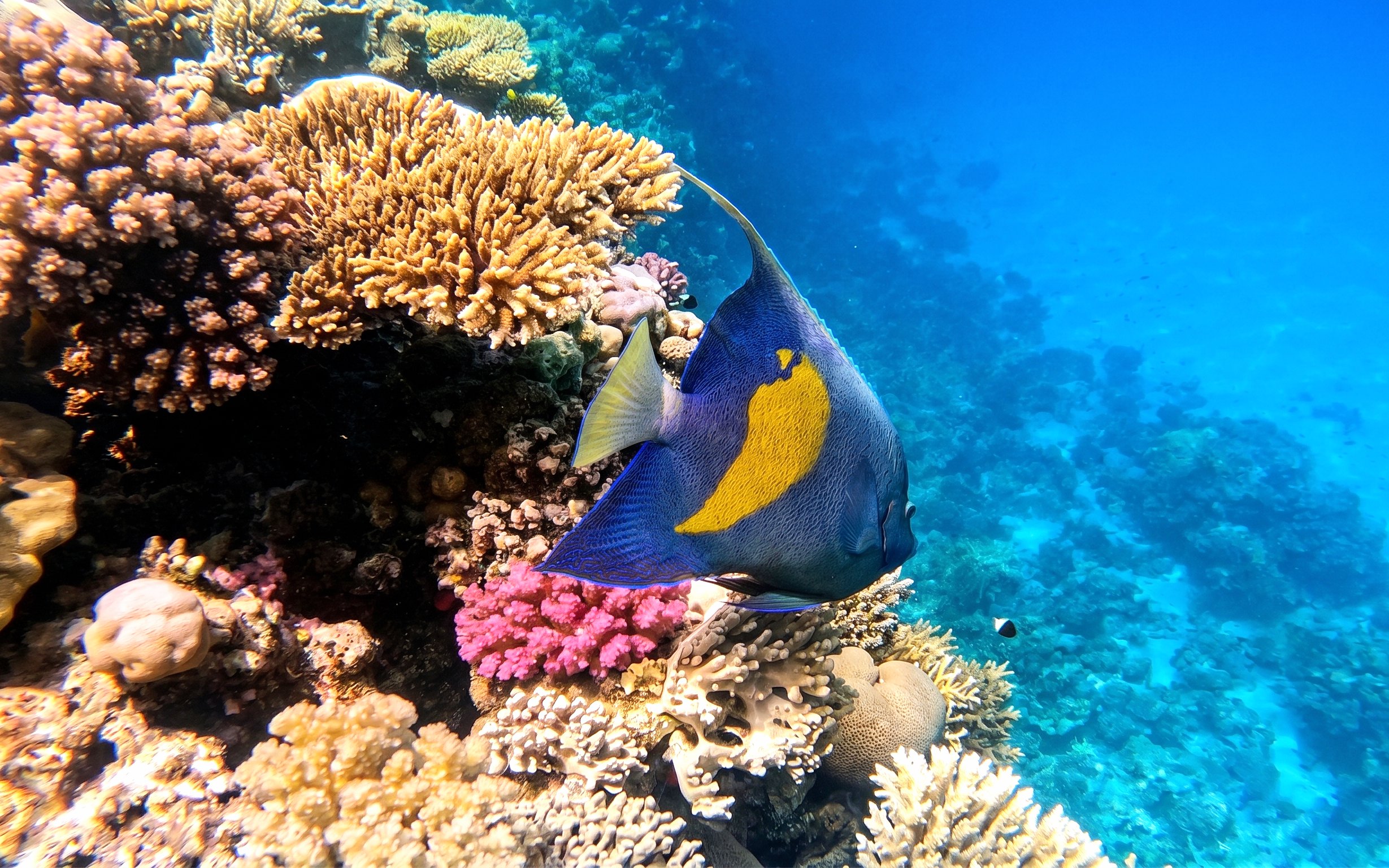 Colorful fish swimming near coral reef, Orange Bay Island snorkelling trip, Hurghada.