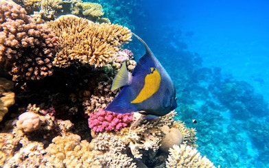 Colorful fish swimming near coral reef, Orange Bay Island snorkelling trip, Hurghada.