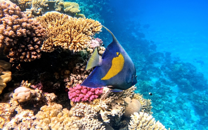 Colorful fish swimming near coral reef, Orange Bay Island snorkelling trip, Hurghada.