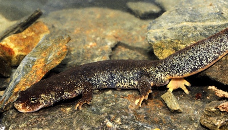 Montseny Brook Newt