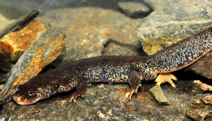Montseny Brook Newt