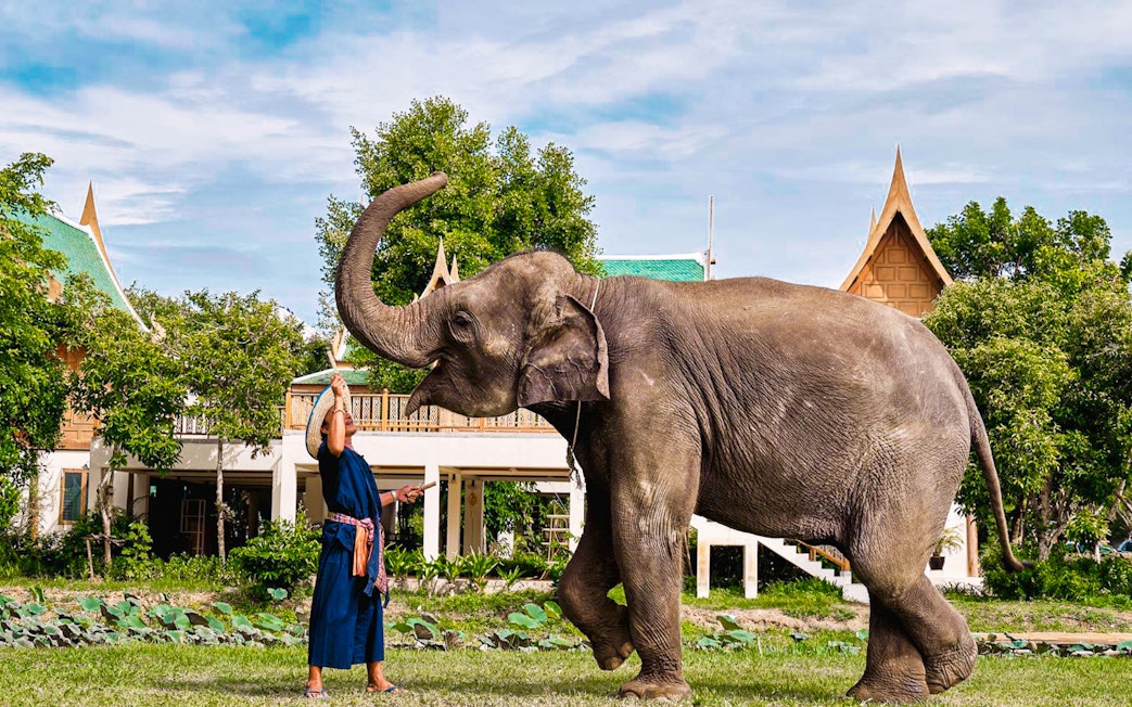 Elephant interacting with a caretaker at Bangkok Elephant Park.
