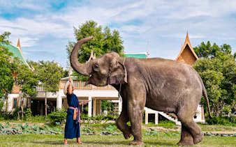 Elephant interacting with a caretaker at Bangkok Elephant Park.
