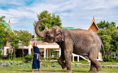 Elephant interacting with a caretaker at Bangkok Elephant Park.