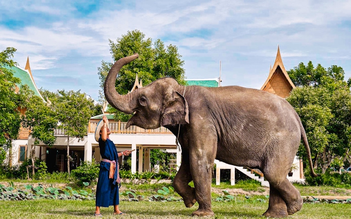 Elephant interacting with a caretaker at Bangkok Elephant Park.
