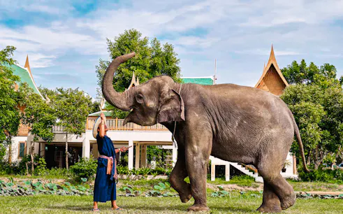 Elephant interacting with a caretaker at Bangkok Elephant Park.