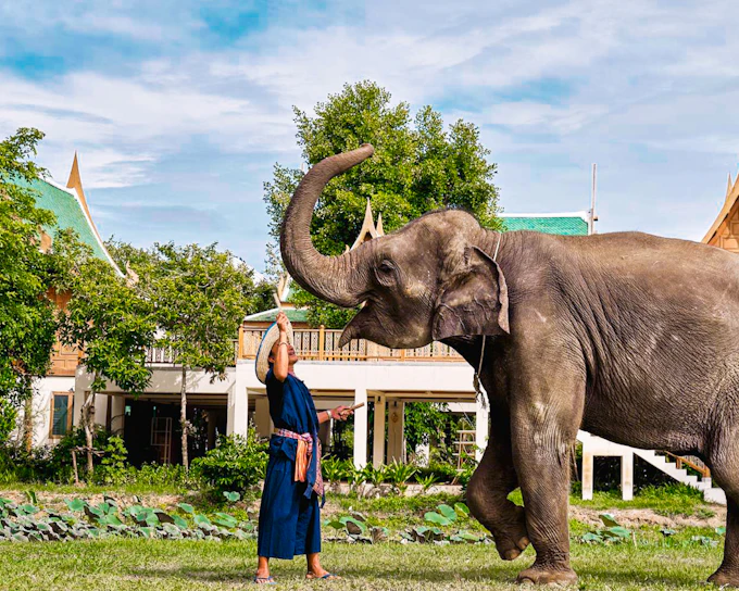 Bangkok Elephant Park Half-Day Elephant Care Experience