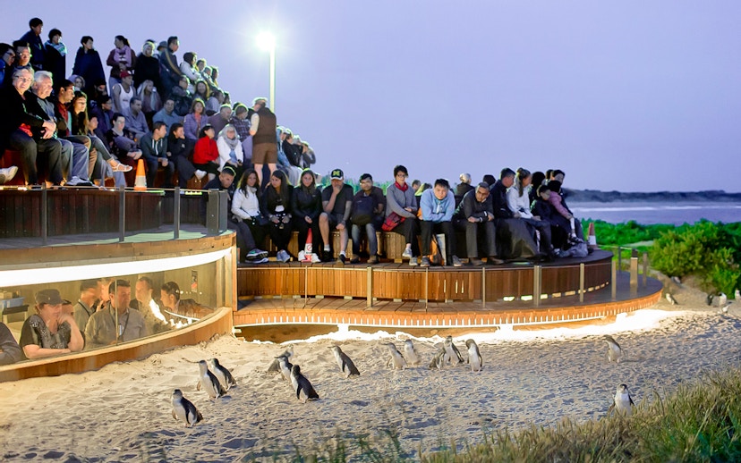 Visitors watching penguins on the beach during the Phillip Island Penguin Parade tour.