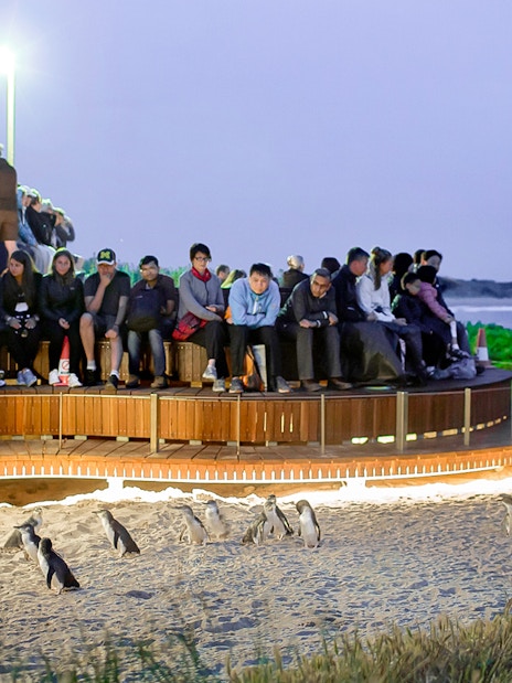 Visitors watching penguins on the beach during the Phillip Island Penguin Parade tour.
