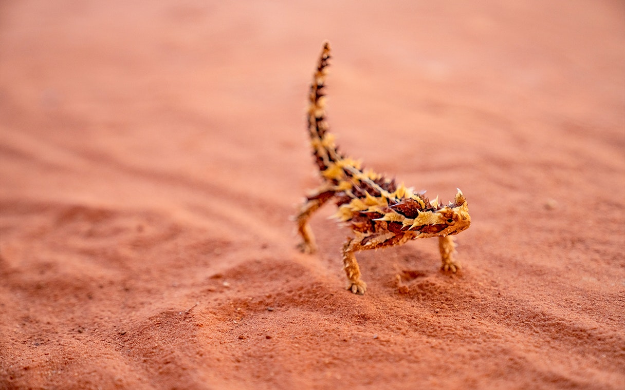 Thorny devil lizard on red desert sand in Alice Springs.