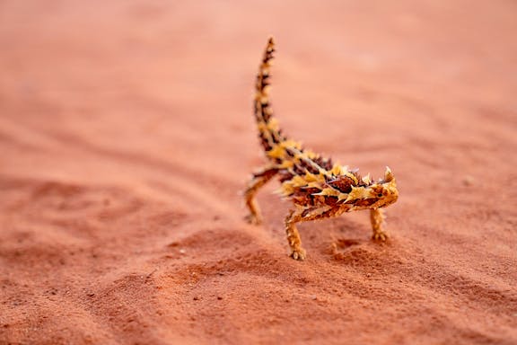 half-day guided tour of alice springs-6