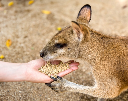 Yellow footed Wallabie