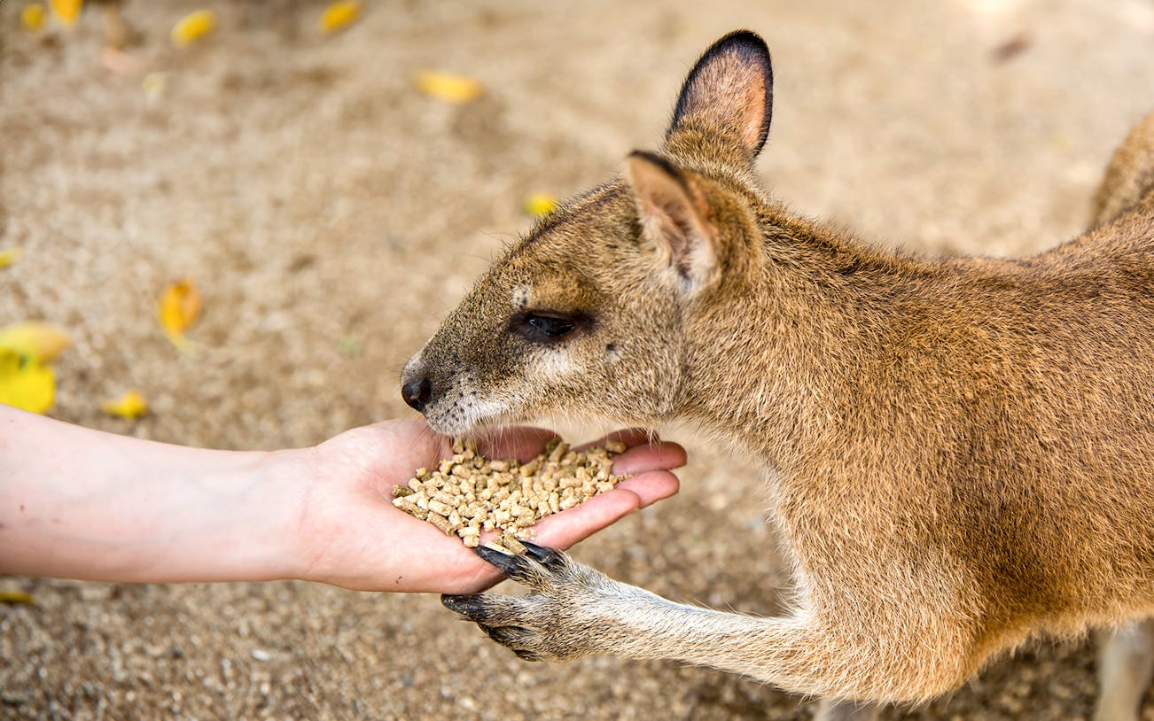 Kangaroo being hand-fed at Rainforestation Nature Park, Cairns.