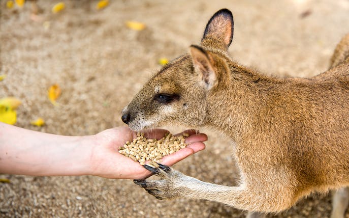 Kangaroo being hand-fed at Rainforestation Nature Park, Cairns.