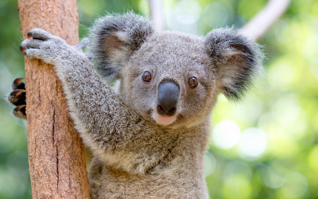 Koala clinging to a tree at Currumbin Wildlife Sanctuary.