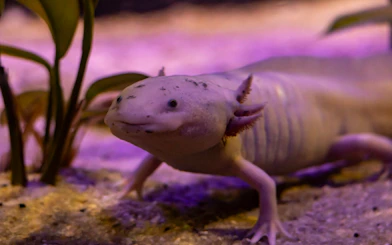 Axolotl in aquarium at São Paulo Zoo.