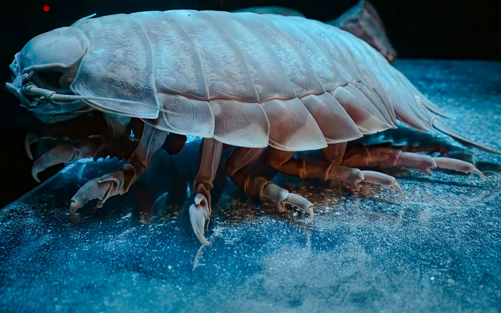 Giant isopod on display in an aquarium setting.