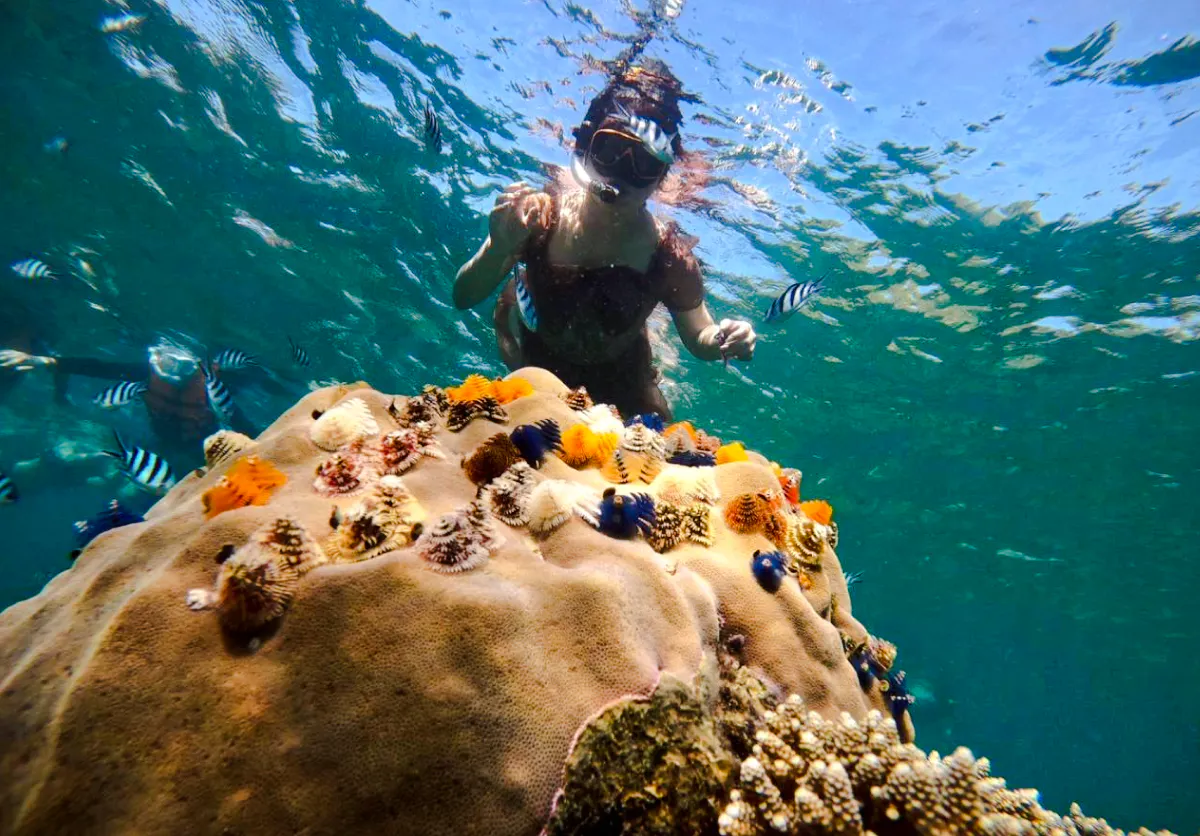 Snorkeler exploring coral reef with colorful marine life, Koh Tao, Koh Samui tour.