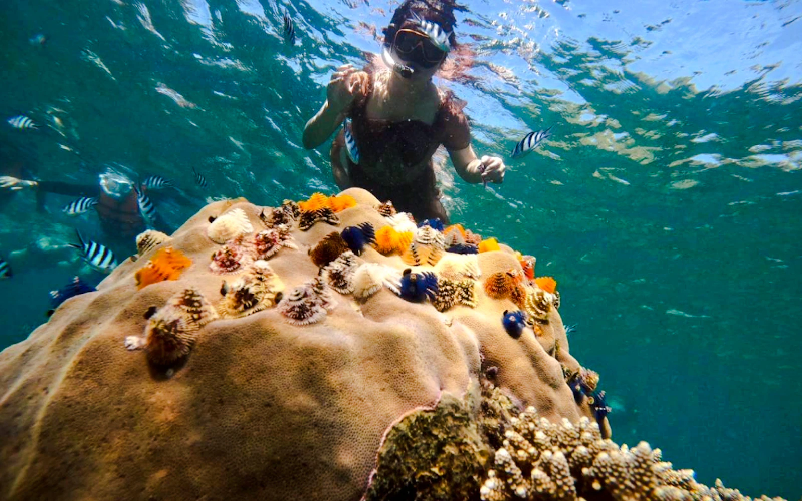From Koh Samui: Koh Tao & Koh Nang Yuan Speedboat Tour with Lunch & Snorkeling (Product 55728)