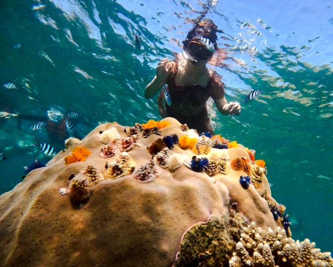 From Koh Samui: Koh Tao & Koh Nang Yuan Speedboat Tour with Lunch & Snorkeling (Product 55728)