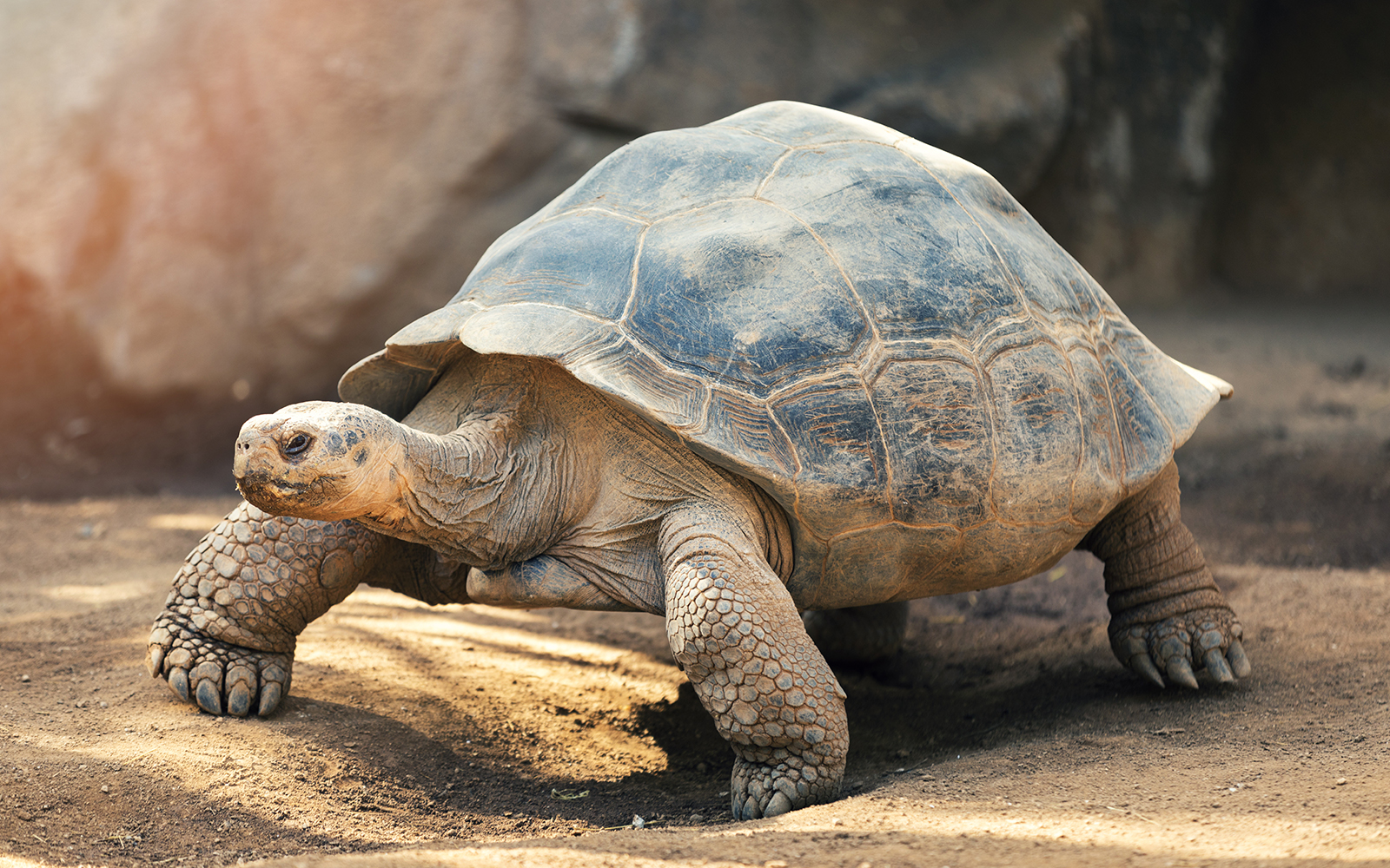 Galapagos tortoise
