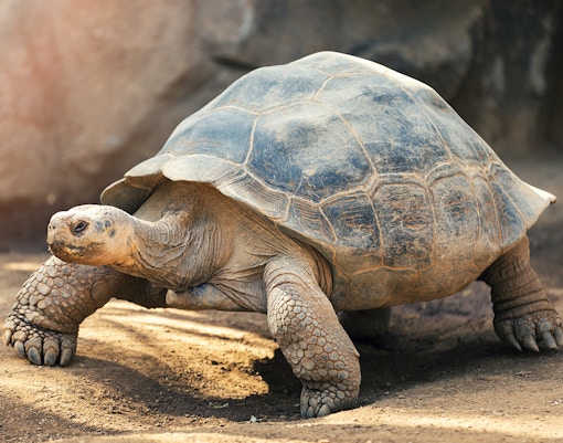 Galapagos tortoise
