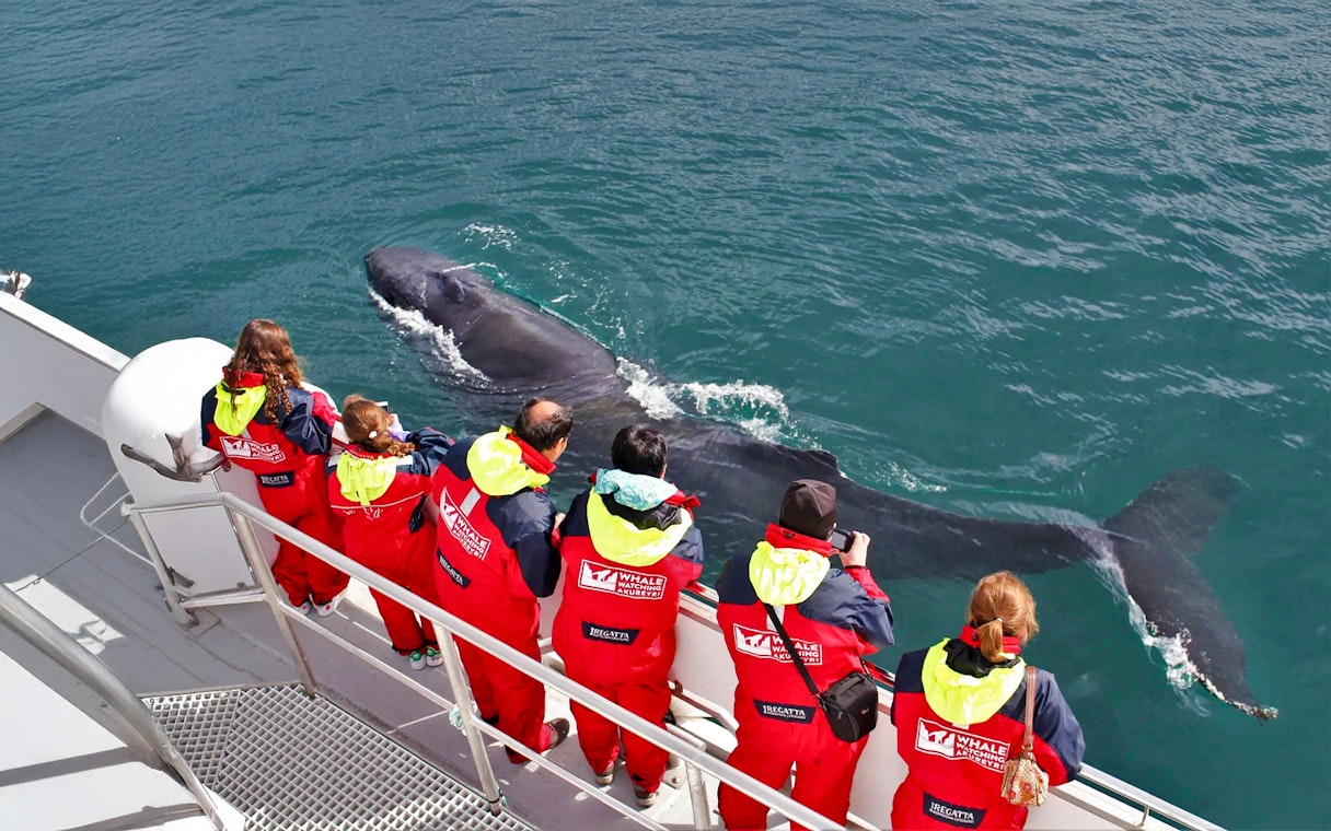 Guests observing a whale close to the boat during a whale watching tour in Akureyri.