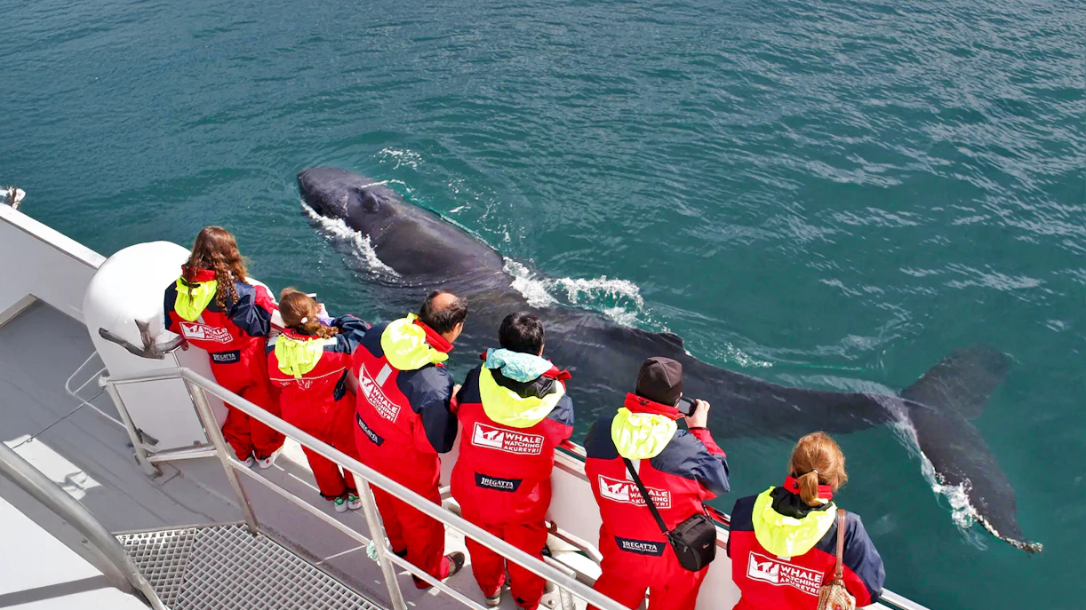 Guests observing a whale close to the boat during a whale watching tour in Akureyri.