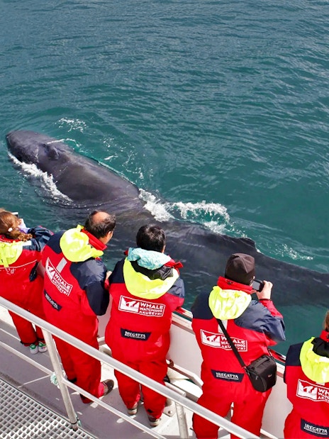 Guests observing a whale close to the boat during a whale watching tour in Akureyri.