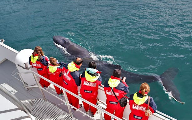Guests observing a whale close to the boat during a whale watching tour in Akureyri.