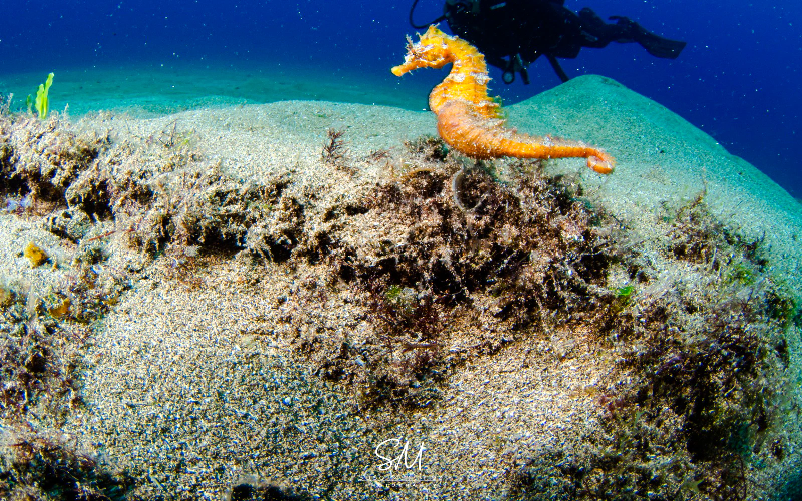 Lanzarote Intro Scuba Diving SSI Basic Diver with 2 Dives Image 2