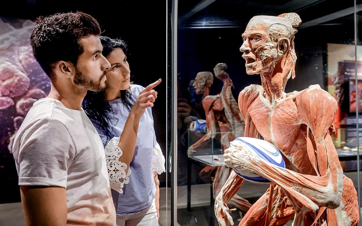 Visitors observing anatomical exhibit at Berlin BODY WORLDS Museum.