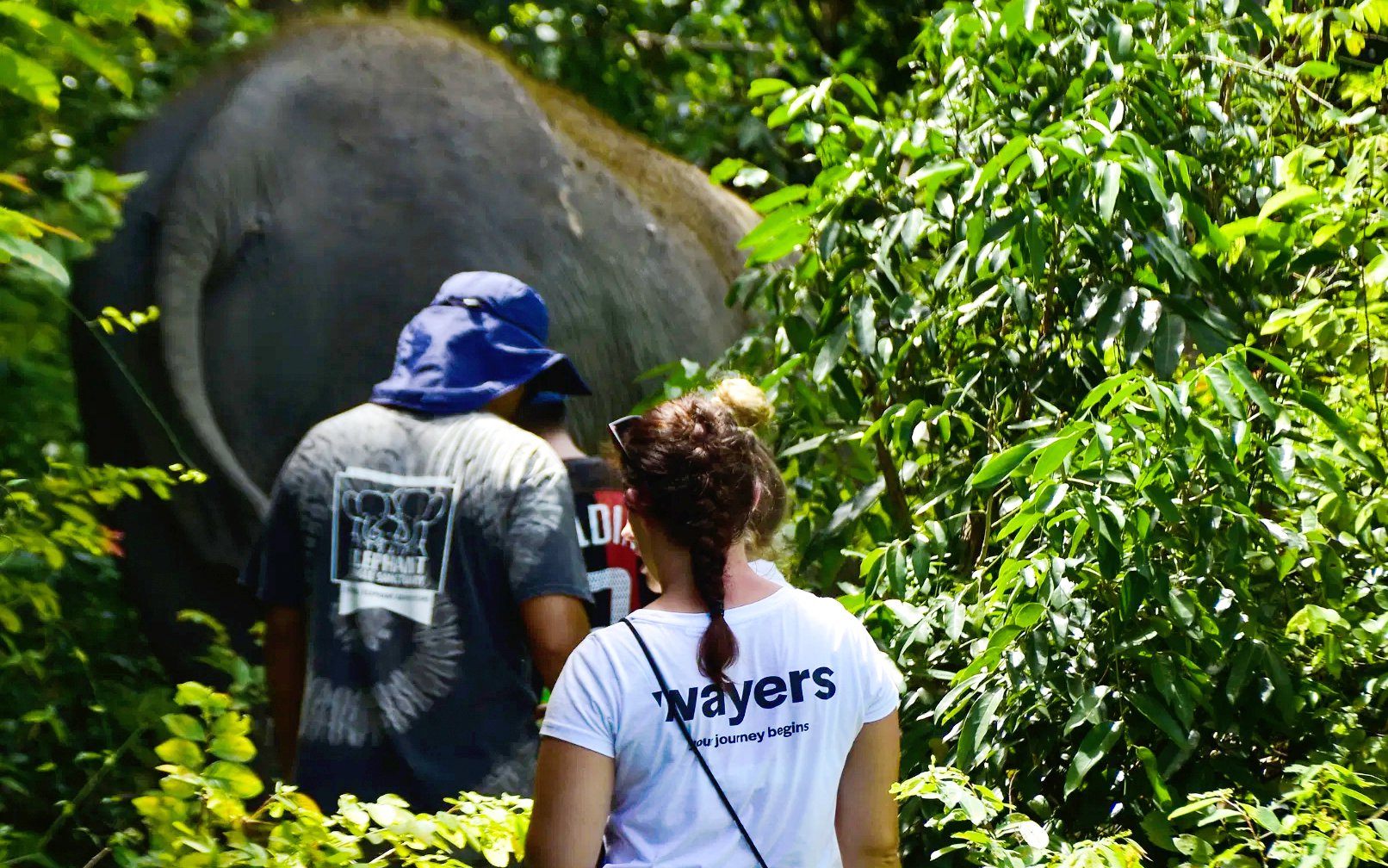 Tourists walking with an elephant through lush greenery on a guided tour.