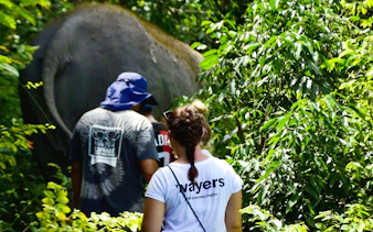 Tourists walking with an elephant through lush greenery on a guided tour.