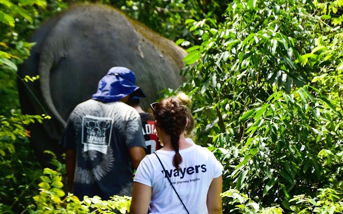 Tourists walking with an elephant through lush greenery on a guided tour.