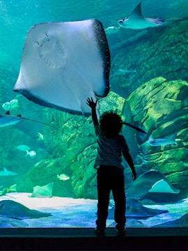 Child reaching towards a large stingray in Underwater World Pattaya aquarium.