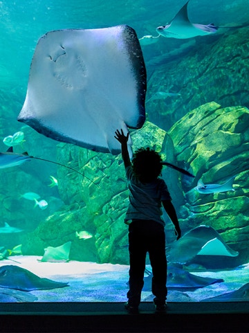 Child reaching towards a large stingray in Underwater World Pattaya aquarium.