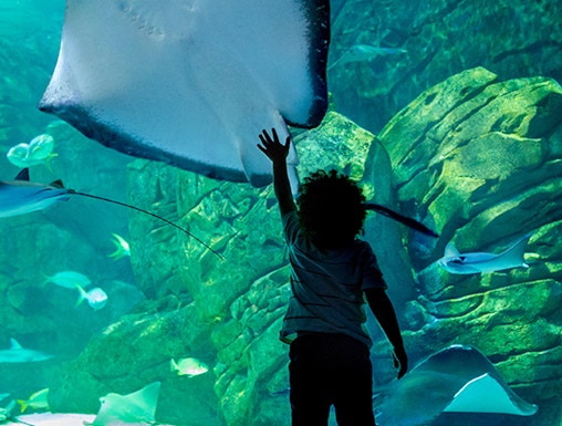 Child reaching towards a large stingray in Underwater World Pattaya aquarium.
