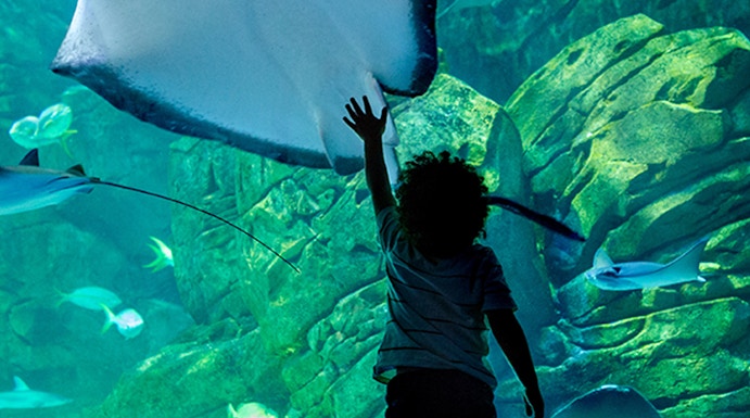 Child reaching towards a large stingray in Underwater World Pattaya aquarium.