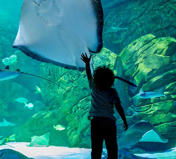 Child reaching towards a large stingray in Underwater World Pattaya aquarium.