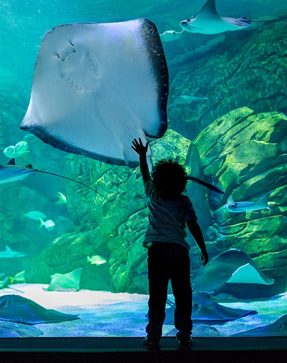 Child reaching towards a large stingray in Underwater World Pattaya aquarium.
