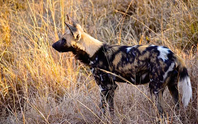 Hluhluwe Imfolozi Game Drive and St Lucia Boat Safari from Durban Image 6