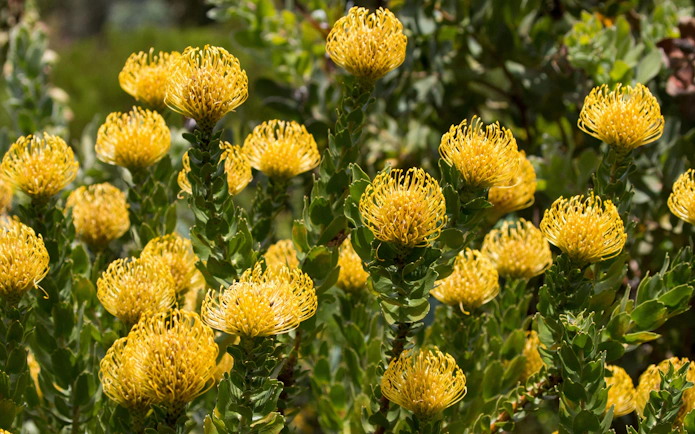 Yellow pincushion proteas in Kirstenbosch National Botanical Garden, South Africa.