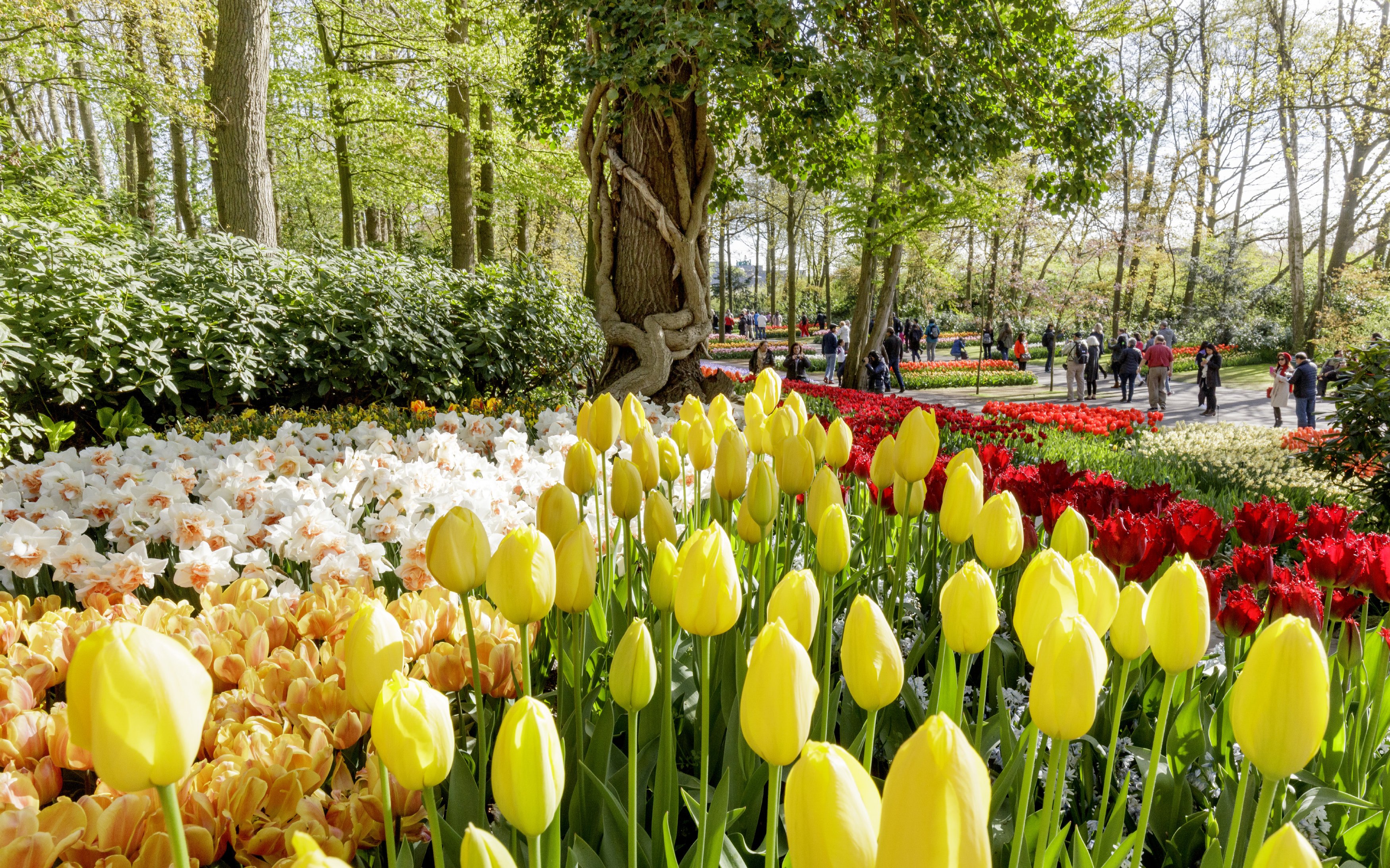Yellow and red tulips in bloom at Keukenhof Gardens, Amsterdam, with visitors strolling nearby.
