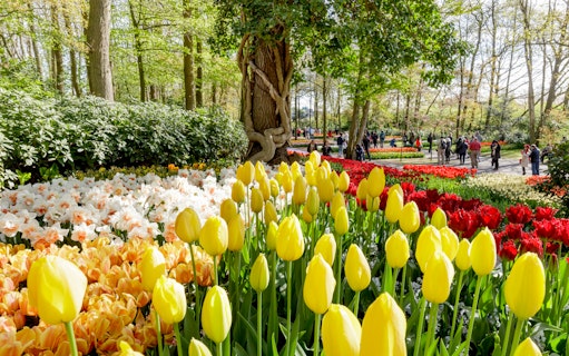 Yellow and red tulips in bloom at Keukenhof Gardens, Amsterdam, with visitors strolling nearby.