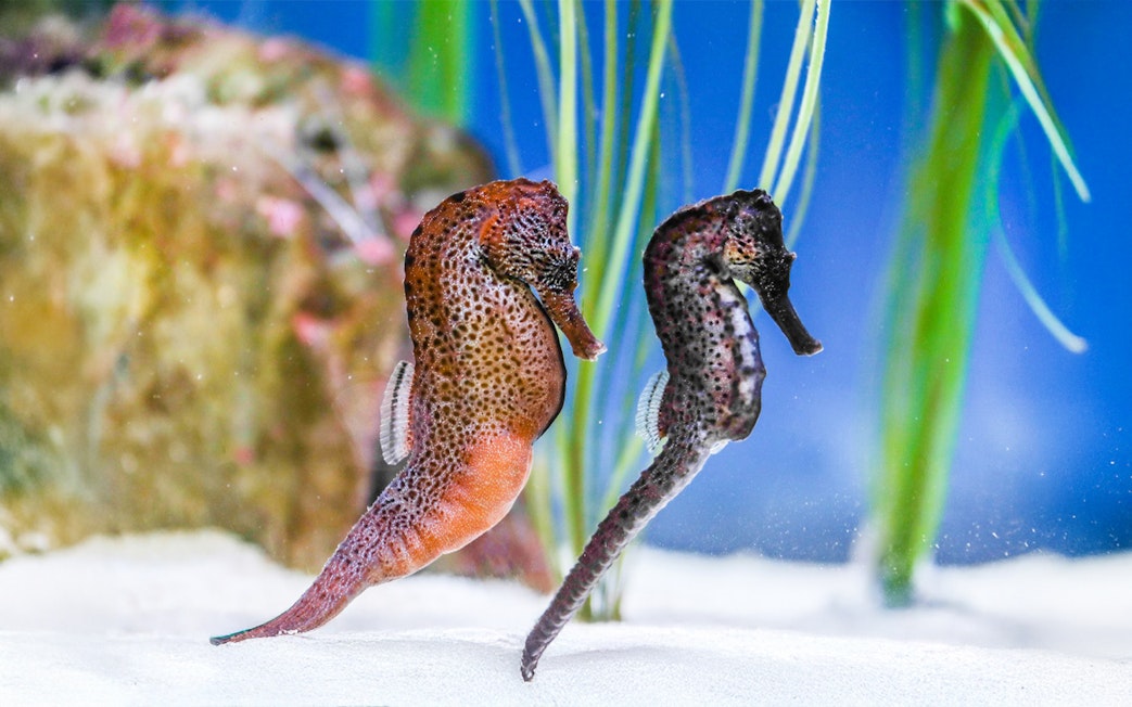 Sea horses swimming in a controlled aquarium tank at Sea Life Konstanz, Germany.