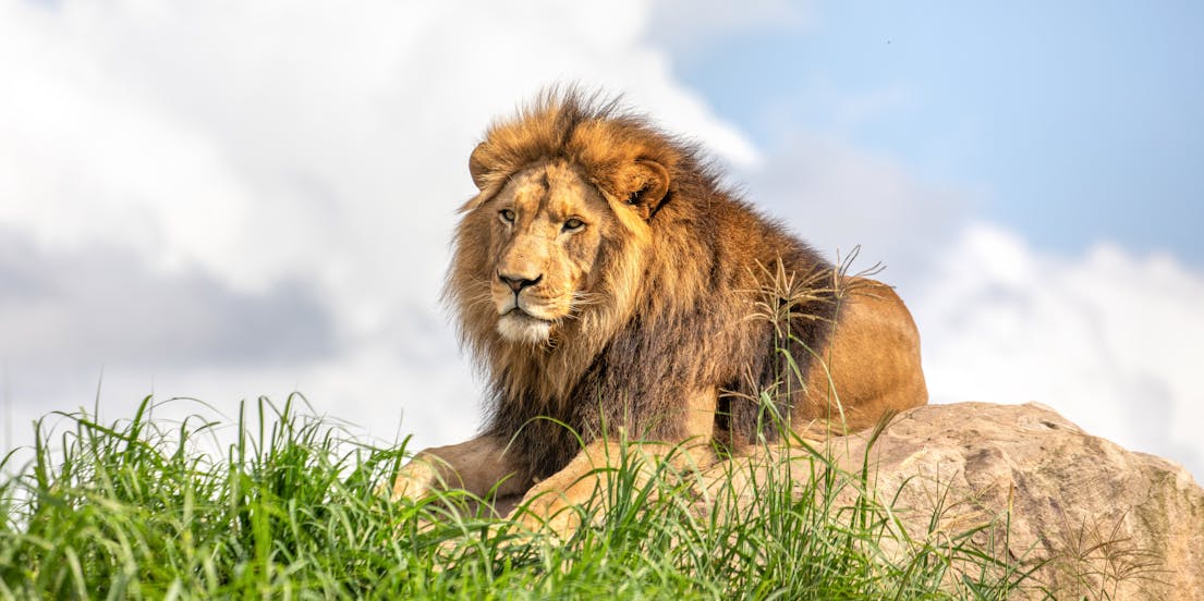 Billets pour le zoo de Sydney
