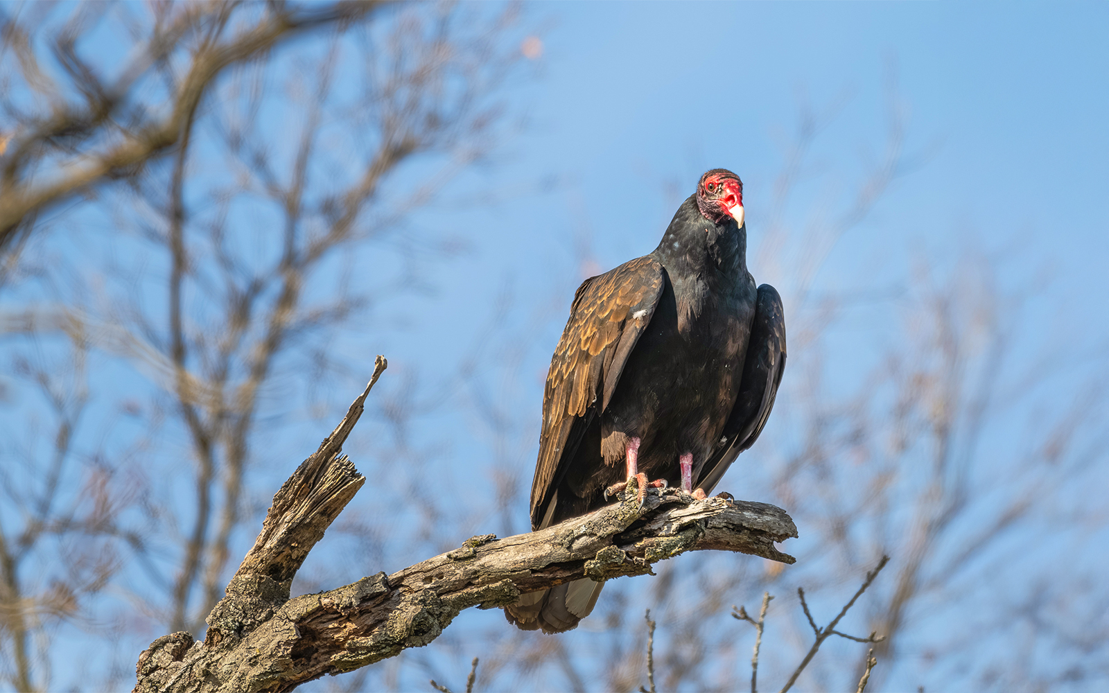Turkey Vulture perched on a tree branch against a clear blue sky.